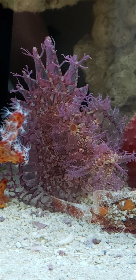 Rhinopias Scorpionfish Care Guide .